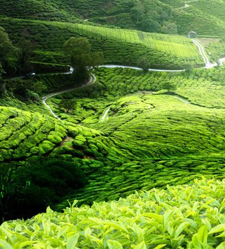 Teafajták, ültetvények